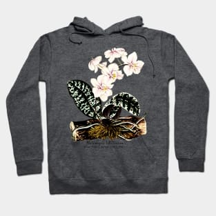 Phalaenopsis Schilleriana Hoodie